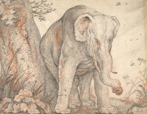 An Elephant Rubbing Itself against a Tree